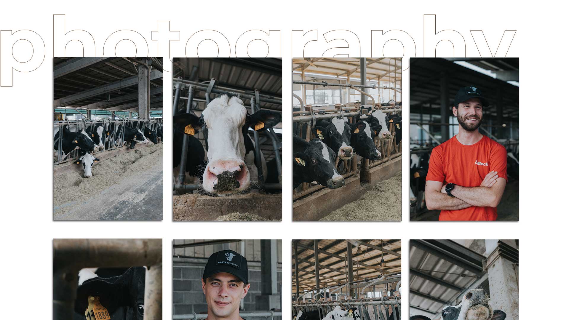 mockup-cattle_02