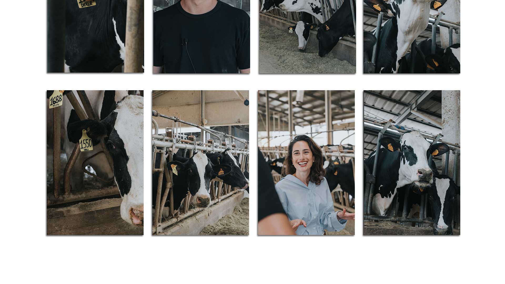 mockup-cattle_03